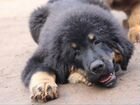 Тибетский мастиф породные щенки объявление продам