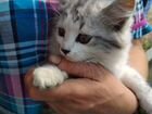 Котёнка в добрые руки объявление продам