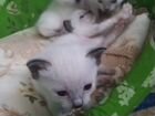 Продаются котята меконгского бобтейла объявление продам