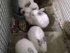 Кролики Калифорнийцы объявление продам