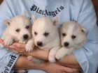 Продаются щенки сибирской хаски красивого окрасаВо объявление продам