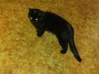 Чёрный кот, 2 года объявление продам