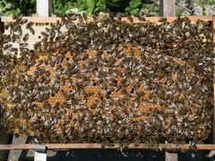 Пчелы- Пчелопакеты