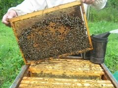Пчелы/пчелопакеты