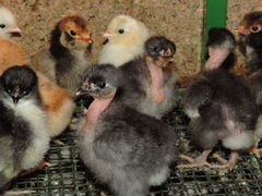 Цыплята 10-15 дневные