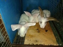 Кролики живые и тушками