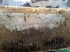 Мёд натуральный из Воронежской области урожай 2020