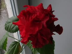 Гибискус (китайская роза), Каланхоэ(Каландива)