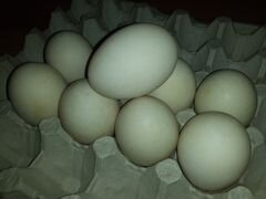 Инкубационное яйцо, Птица