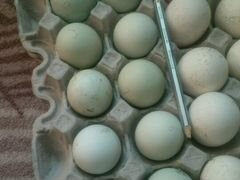 Инкубационные яйца льюянг и ухейлюй