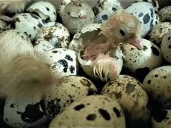Инкубационное яйцо и Техасские перепелята