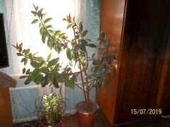 Растение для дома и офиса - фикус