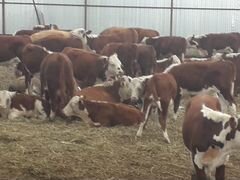 Герефорды бычки 180-240 кг