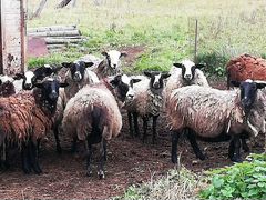 Овцематки, ягнята, дойные козы