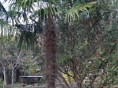 Пальма веерная (Трахикарпус Форчуна)