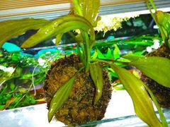 Аквариумное растение Эхинодорус