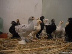Цыплята суточные и яйца породистых кур