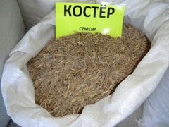 Семена Кострец б/о сорт Сибниисхоз 200 100 тон