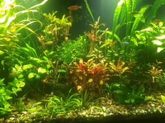 Живые аквариумные растения