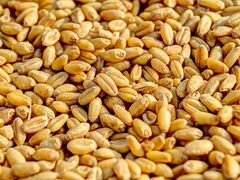 Кукуруза и Пшеница урожая 2019 ода