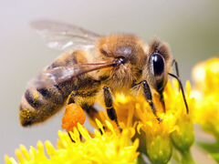 Пчелопакеты - пчелосемьи