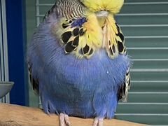 Выставочный волнистый попугай ввп Чех