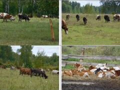 Крс - фуражные коровы - 50 голов