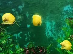 Улитки жёлтые,аквариумные