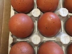 Яйцо инкубационное кур породы Маран черно-медный
