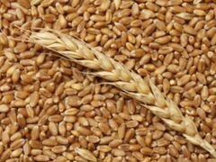 Пшеница продовольственная, 3 класс