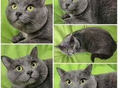 Серый кот британского фенотипа
