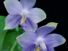 P. Samera blue (Bellina x P. violacea )