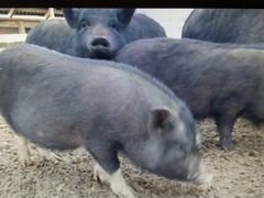Вьетнамские свиньи