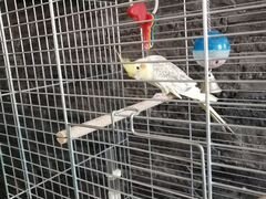 Попугай карелла