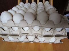 Инкубационное яйцо саксонской утки