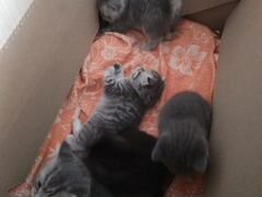 Шатланские плюшевые котята