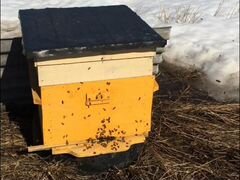 Продам пчелосемьи и пакеты