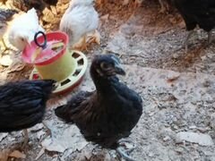 Курицы молодки порода Доминанты 2,5 месяца
