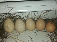 Яйца разных видов домашних птиц