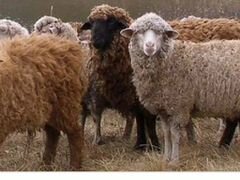 Продаю 8 овец 4 годовалые,4 двухгодовалые