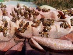 Пчелы Пчелопакеты