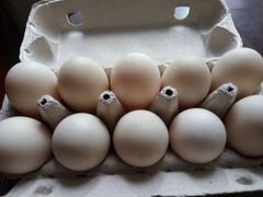 Инкубационное яйцо индоуток