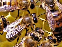 Пчелосемьи
