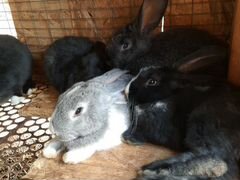 Кролики породы Фландер