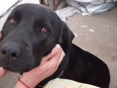 Найдена собака в Малаховке