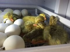 Инкубационные яйца утиные