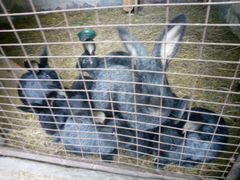 Кролики породы "серебро"