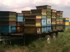 Пчелосемьи, пчелопакеты