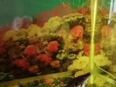 Аквариумные рыбки: Пангасиус (Акулий сом)