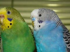Волнистые попугаи. Цена за пару